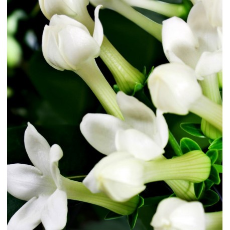 Boreal