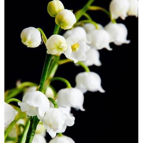 Velfashion