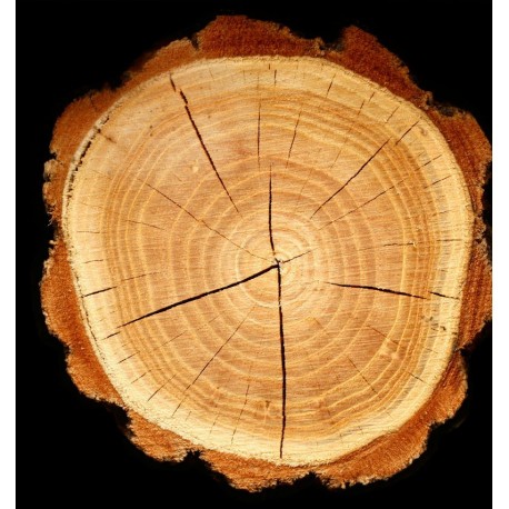 Boreal