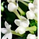 For You